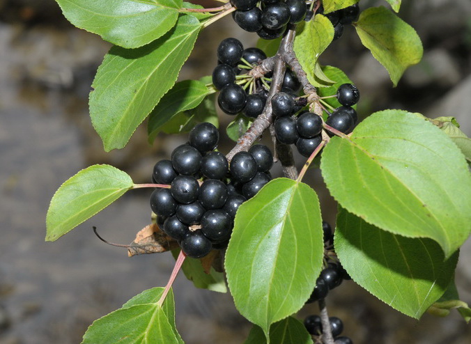 Rhamnus catharticus L